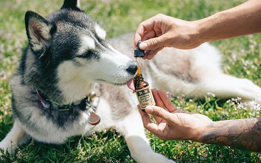 CBD Öl für pure Entspannung