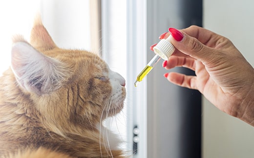 CBD Öl für Katzen