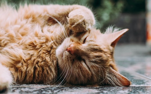 CBD- / Hanf Fellöl für Katzen