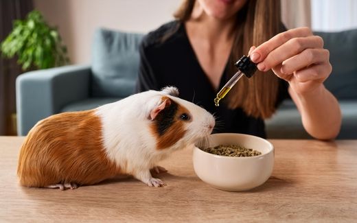 CBD Öl für dein Meerschweinchen