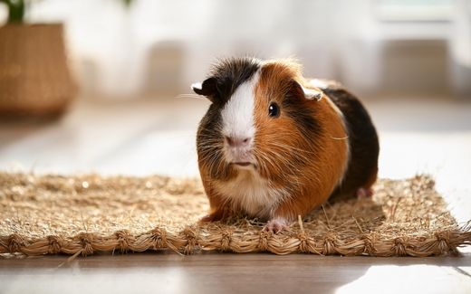Hanfmatten für Meerschweinchen