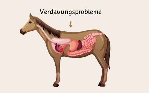 Verdauungsprobleme