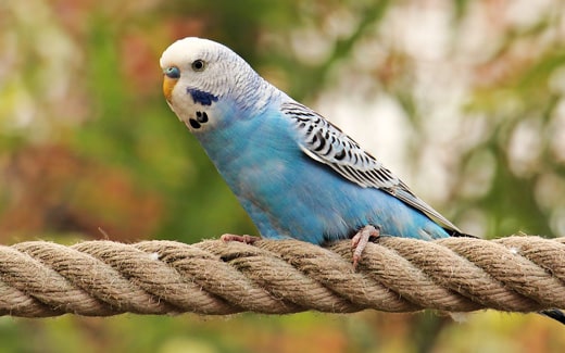 Hanfseile, ideal für jeden Vogelkäfig