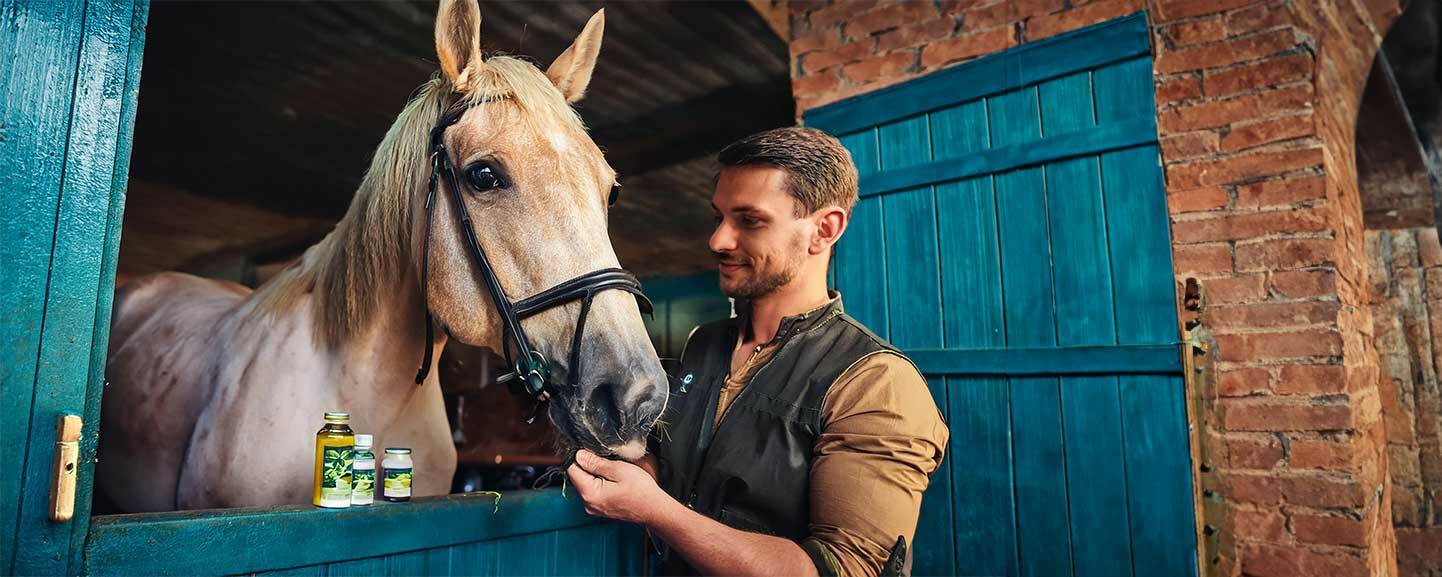 Mann pflegt Pferd mit Hanfsalbe