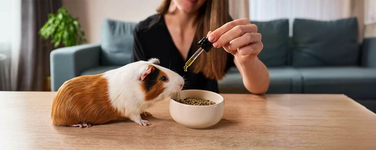 Meerschweinchen erhält CBD Öl