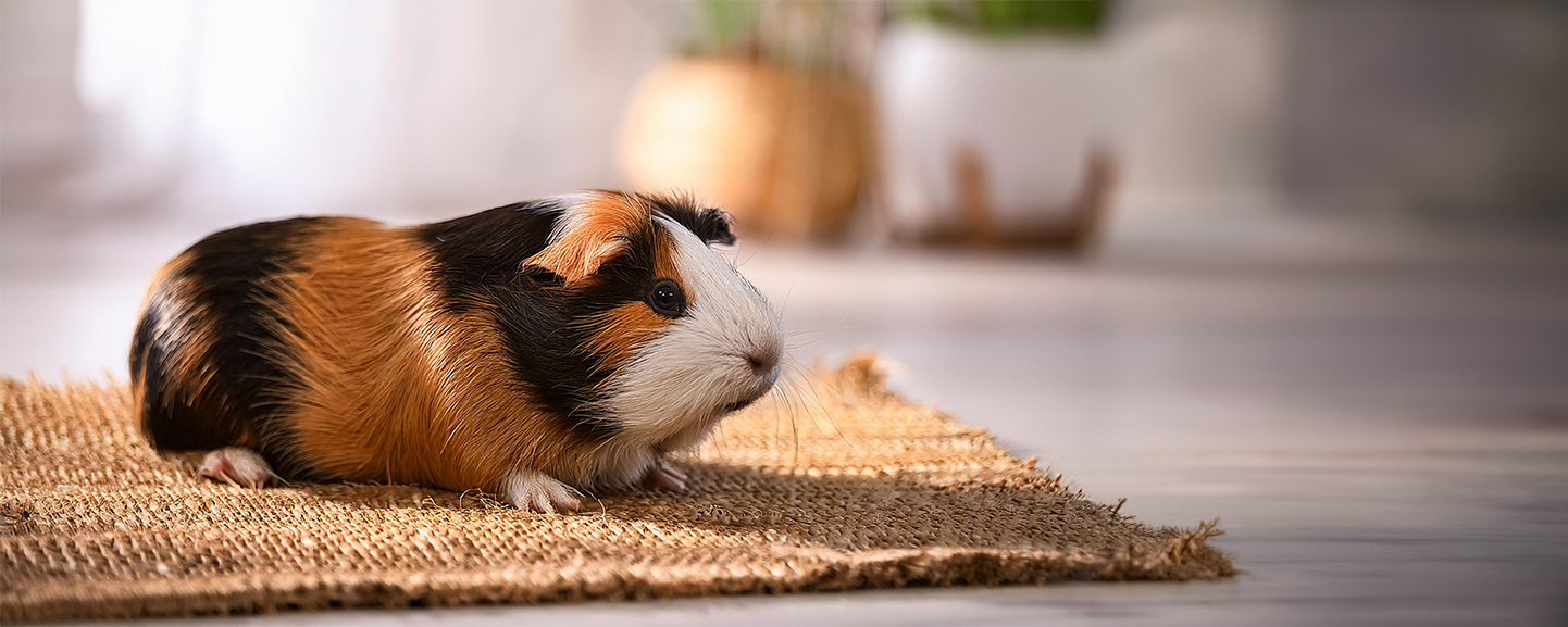 Meerschweinchen auf Hanfmatte